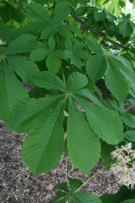 Aesculus hippocastanum (Horse-chestnut), leaf, summer