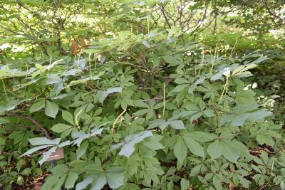Aesculus parviflora (Bottlebrush Buckeye), habit, summer