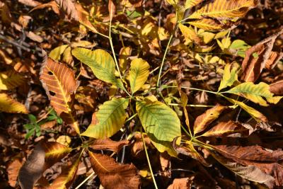 Aesculus parviflora f. serotina (Rogers Late Bottlebrush Buckeye), leaf, fall