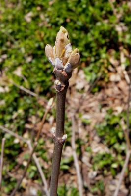 Aesculus parviflora f. serotina 'Rogers' (Rogers Late Bottlebrush Buckeye), bark, twig