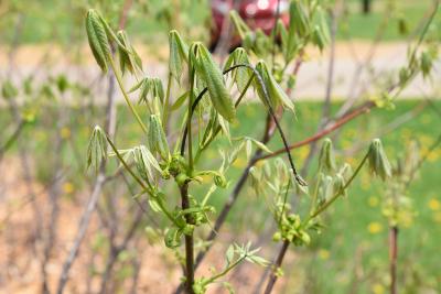Aesculus parviflora f. serotina (Late Bottlebrush Buckeye), leaf, new