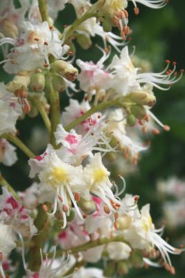 Aesculus hippocastanum (Horse-chestnut), flower, full