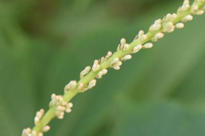 Aesculus parviflora (Bottlebrush Buckeye), bud, flower