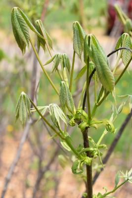 Aesculus parviflora f. serotina (Late Bottlebrush Buckeye), leaf, new