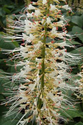 Aesculus parviflora (Bottlebrush Buckeye), flower, full