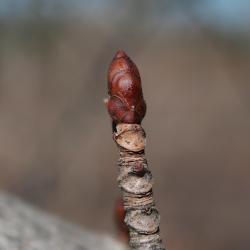 Aesculus hippocastanum (Horse-chestnut), bud, terminal