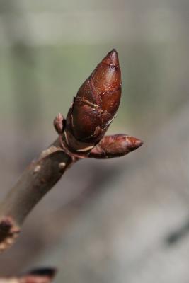 Aesculus hippocastanum (Horse-chestnut), bud, terminal