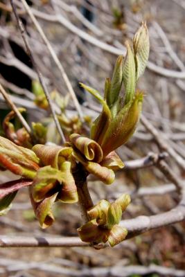 Aesculus parviflora (Bottlebrush Buckeye), leaf, spring