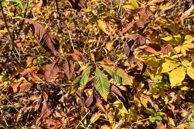 Aesculus parviflora f. serotina (Late Bottlebrush Buckeye), leaf, fall