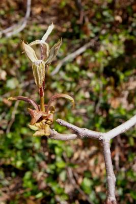 Aesculus parviflora (Bottlebrush Buckeye), leaf, new