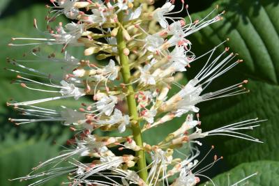 Aesculus parviflora (Bottlebrush Buckeye), flower, side
