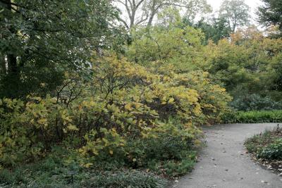 Aesculus parviflora (Bottlebrush Buckeye), habit, fall