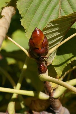 Aesculus turbinata (Japanese Horse-chestnut), bud, terminal