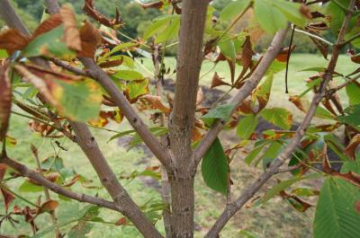 Aesculus turbinata 'Morton Variegated' (Morton Variegated Japanese Horse-chestnut), bark, mature