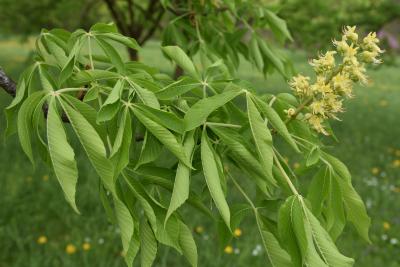 Aesculus (Buckeye), leaf, spring