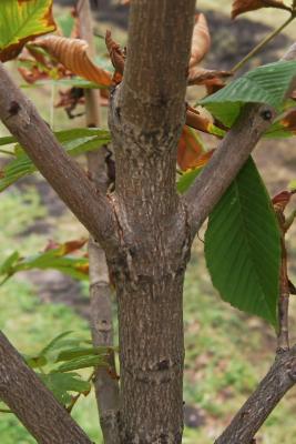 Aesculus turbinata 'Morton Variegated' (Morton Variegated Japanese Horse-chestnut), bark, branch