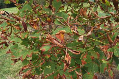 Aesculus turbinata 'Morton Variegated' (Morton Variegated Japanese Horse-chestnut), leaf, summer