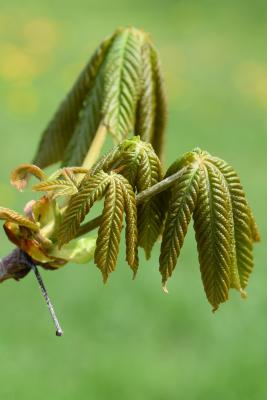 Aesculus turbinata 'Morton Variegated' (Morton Variegated Japanese Horse-chestnut), leaf, new