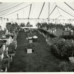 Members' Cooperative Research Program, plants in boxes in tent 