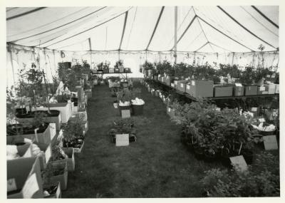 Members' Cooperative Research Program, plants in boxes in tent 