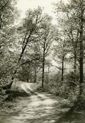 Gravel road curving through trees