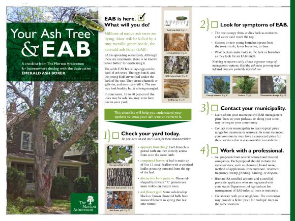 Your Ash Tree and EAB