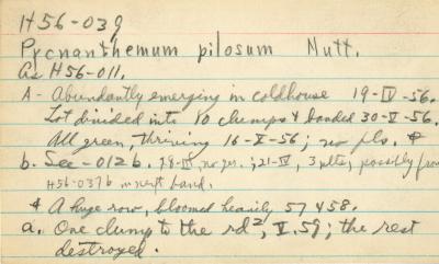 Pycnanthemum pilosum Nutt.