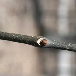 Fraxinus americana (White Ash), bud, lateral