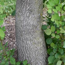 Fraxinus chinensis (Chinese Ash), bark, trunk