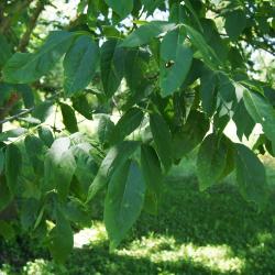 Fraxinus americana (White Ash), leaf, summer