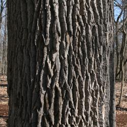 Fraxinus americana (White Ash), bark, trunk