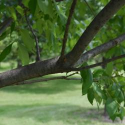 Fraxinus americana var. biltmoreana (Biltmore Ash), bark, branch