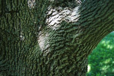 Fraxinus americana (White Ash), bark, trunk