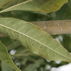 Fraxinus excelsior (European Ash), leaf, lower surface