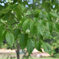 Fraxinus americana var. biltmoreana (Biltmore Ash), leaf, summer