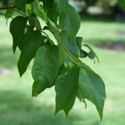 Fraxinus americana var. biltmoreana (Biltmore Ash), leaf, summer