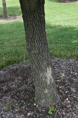 Fraxinus americana var. biltmoreana (Biltmore Ash), bark, trunk