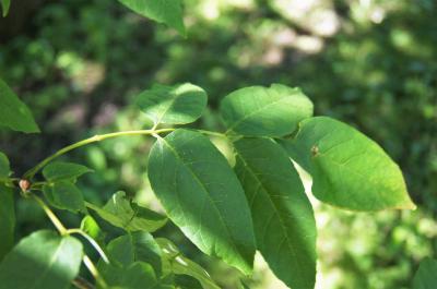 Fraxinus americana (White Ash), leaf, upper surface