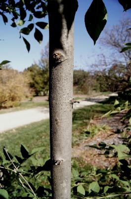 Fraxinus insularis (Island Ash), bark, branch
