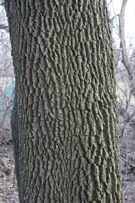 Fraxinus pennsylvanica green ash (Green Ash), bark, mature