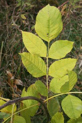 Fraxinus pennsylvanica green ash (Green Ash), leaf, upper surface