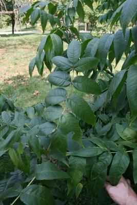 Fraxinus nigra (Black Ash), leaf, summer
