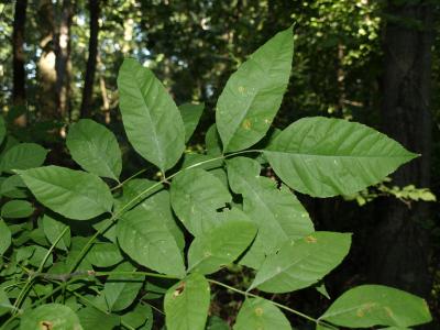 Fraxinus pennsylvanica green ash (Green Ash), bark, twig