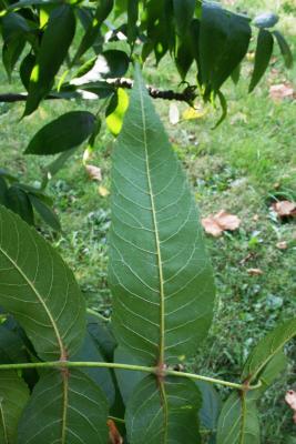 Fraxinus nigra (Black Ash), leaf, lower surface