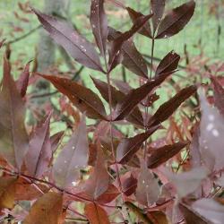 Fraxinus oxycarpa (Persian Ash), leaf, fall