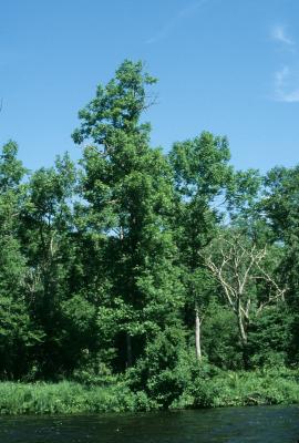 Fraxinus nigra (Black Ash), habitat