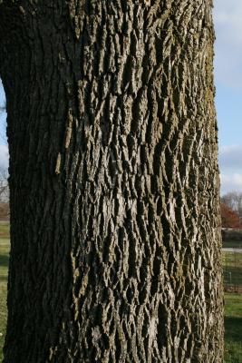 Fraxinus pennsylvanica green ash (Green Ash), bark, trunk