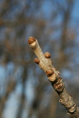 Fraxinus pennsylvanica red ash (Red Ash), bark, twig