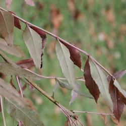 Fraxinus oxycarpa (Persian Ash), leaf, lower surface