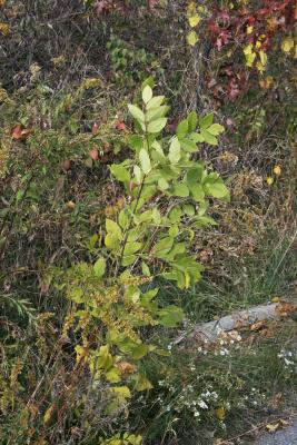 Fraxinus pennsylvanica green ash (Green Ash), habit, fall, young